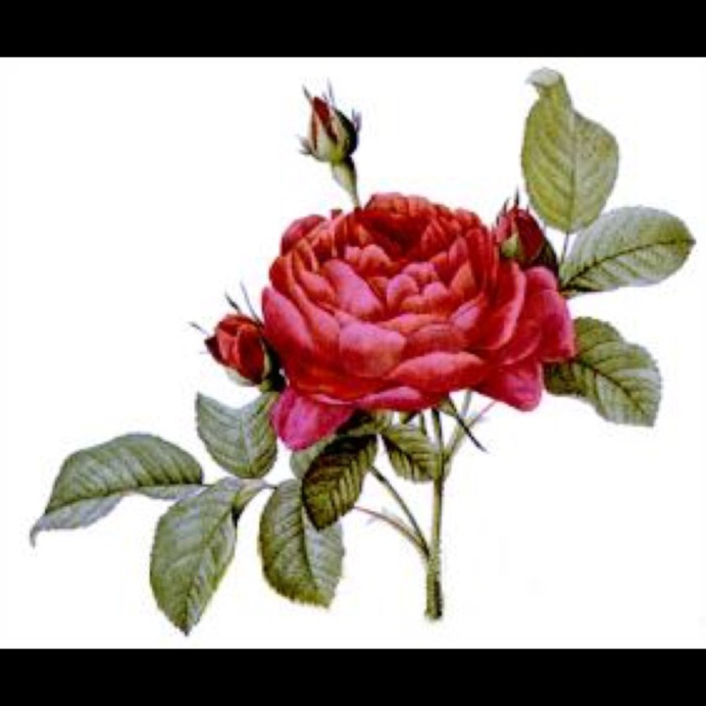 Meet your Posher, Rosa